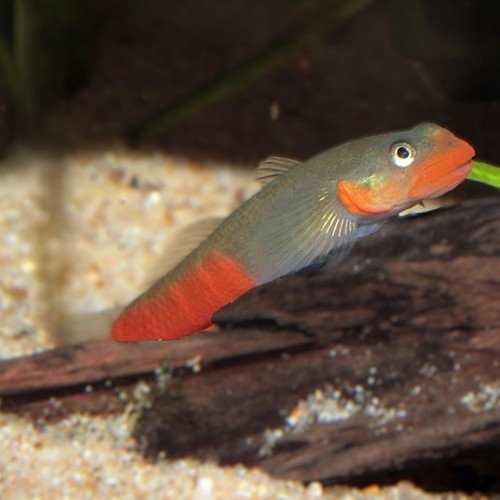 Sicyopus rubicundus 5 cm.